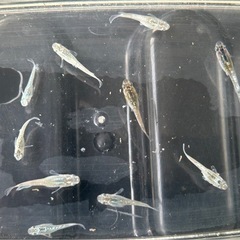 メダカ　飛輪若魚　選外の画像