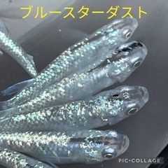 ブルースターダスト。生体販売の画像