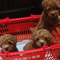 ７万円！トイプー男の子🐶🐶