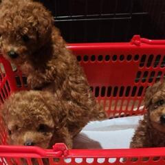 【ご家族決定🎊】７万円！トイプー男の子🐶🐶 - 鹿屋市