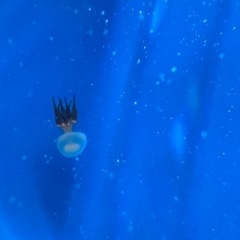 新江ノ島水族館チケット2枚9月30日までの画像