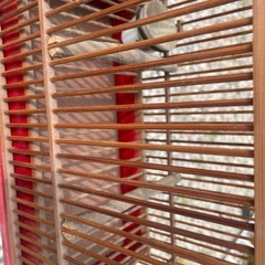 木製 鳥かごの画像