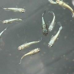 メダカ　飛輪　若魚　ペア価格の画像