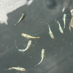 メダカ　飛輪　若魚　ペア価格の画像