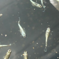 メダカ　飛輪　若魚　ペア価格の画像