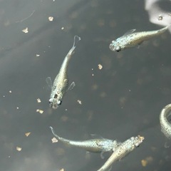 メダカ　飛輪　若魚　ペア価格の画像