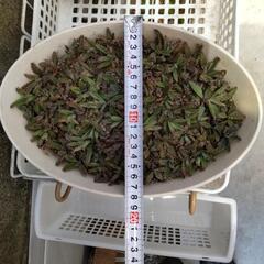 多肉植物 不死鳥 カット100個の画像