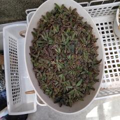 多肉植物 不死鳥 カット100個の画像