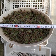 多肉植物 不死鳥 カット100個の画像