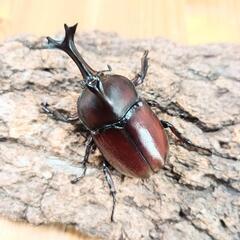 国産カブトムシ(大阪府八尾市産)WF1成虫赤ボディ♂♀ペア ⑦の画像