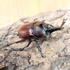 国産カブトムシ(大阪府八尾市産)WF1成虫赤ボディ♂♀ペア ⑦の画像