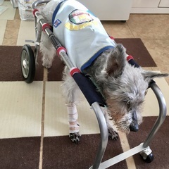 ペット用車椅子　老犬歩行の画像
