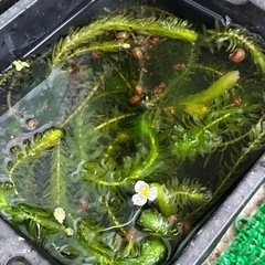 ラムズホーンの画像