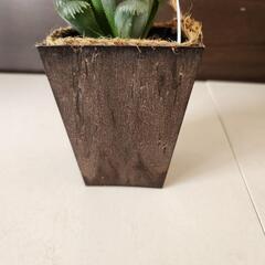 多肉植物でもレア✨ハオルチアの画像