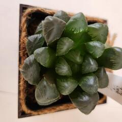多肉植物でもレア✨ハオルチアの画像