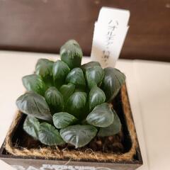 多肉植物でもレア✨ハオルチアの画像