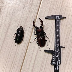 クリアスライダー ラージ 20個セット（中古・仕切り付き