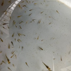 めだか　五式タイプR ５０匹　稚魚　針子　1000円　の画像
