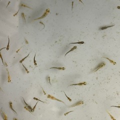 めだか　五式タイプR ５０匹　稚魚　針子　1000円　の画像