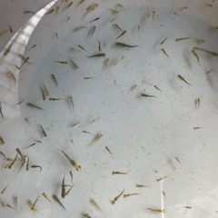めだか　五式タイプR ５０匹　稚魚　針子　1000円　