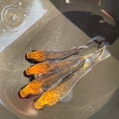 めだか　五式タイプR ５０匹　稚魚　針子　1000円　の画像