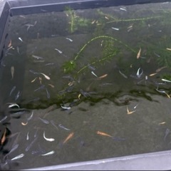 ミックスめだか１０匹 500円の画像