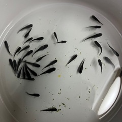 メダカ　オロチ若魚　1匹