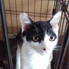 ハチワレ　白黒　子猫　抱っこできます
