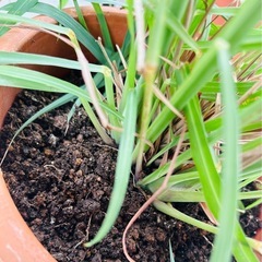レモングラス　苗　鉢植え　ハーブの画像