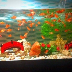 🅿️Ｓ🅱️全淡水魚飼育に最強液体バクテリア2000 ml高濃度メダカ針子.成長.抜群No2750本目の画像