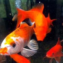 🅿️Ｓ🅱️全淡水魚飼育に最強液体バクテリア2000 ml高濃度メダカ針子.成長.抜群No2750本目の画像