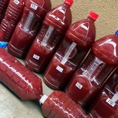 🅿️Ｓ🅱️全淡水魚飼育に最強液体バクテリア2000 ml高濃度メダカ針子.成長.抜群No2750本目の画像