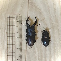 クリアスライダーの中古が安い！激安で譲ります・無料であげます
