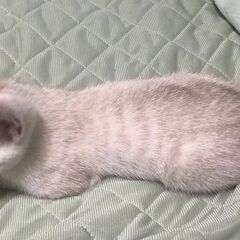 元気いっぱいキジねこちゃん