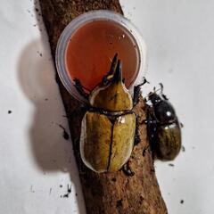 ティティウスシロカブトの画像