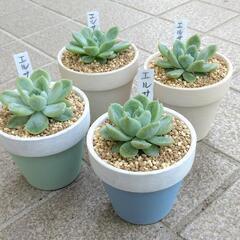 多肉植物の画像
