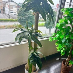 フェイク観葉植物③の画像
