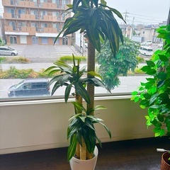 フェイク観葉植物③の画像