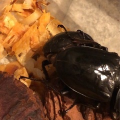 スマトラオオヒラタクワガタ♀アチェ産の画像