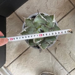 アガベ　ブラック＆ブルー　植物 の画像