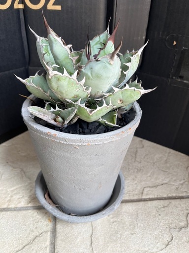 アガベ　ブラック＆ブルー　植物