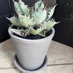 アガベ　ブラック＆ブルー　植物 