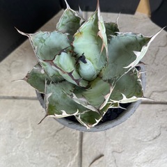 アガベ　ブラック＆ブルー　植物 の画像