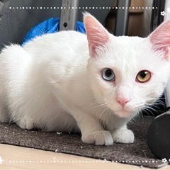 ［告知］保護猫譲渡会 7月13日(日) @草加市 - 草加市