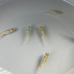めだか メダカ 夜桜ゴールド 卵 稚魚 針子の画像