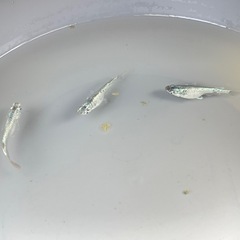 めだか メダカ サボテン 卵 針子 稚魚の画像