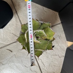 アガベ　チタノタの画像