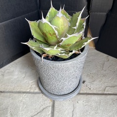 アガベ　チタノタの画像