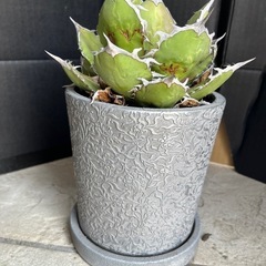 アガベ　チタノタ