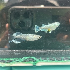 めだか メダカ 豪鬼 卵 針子の画像